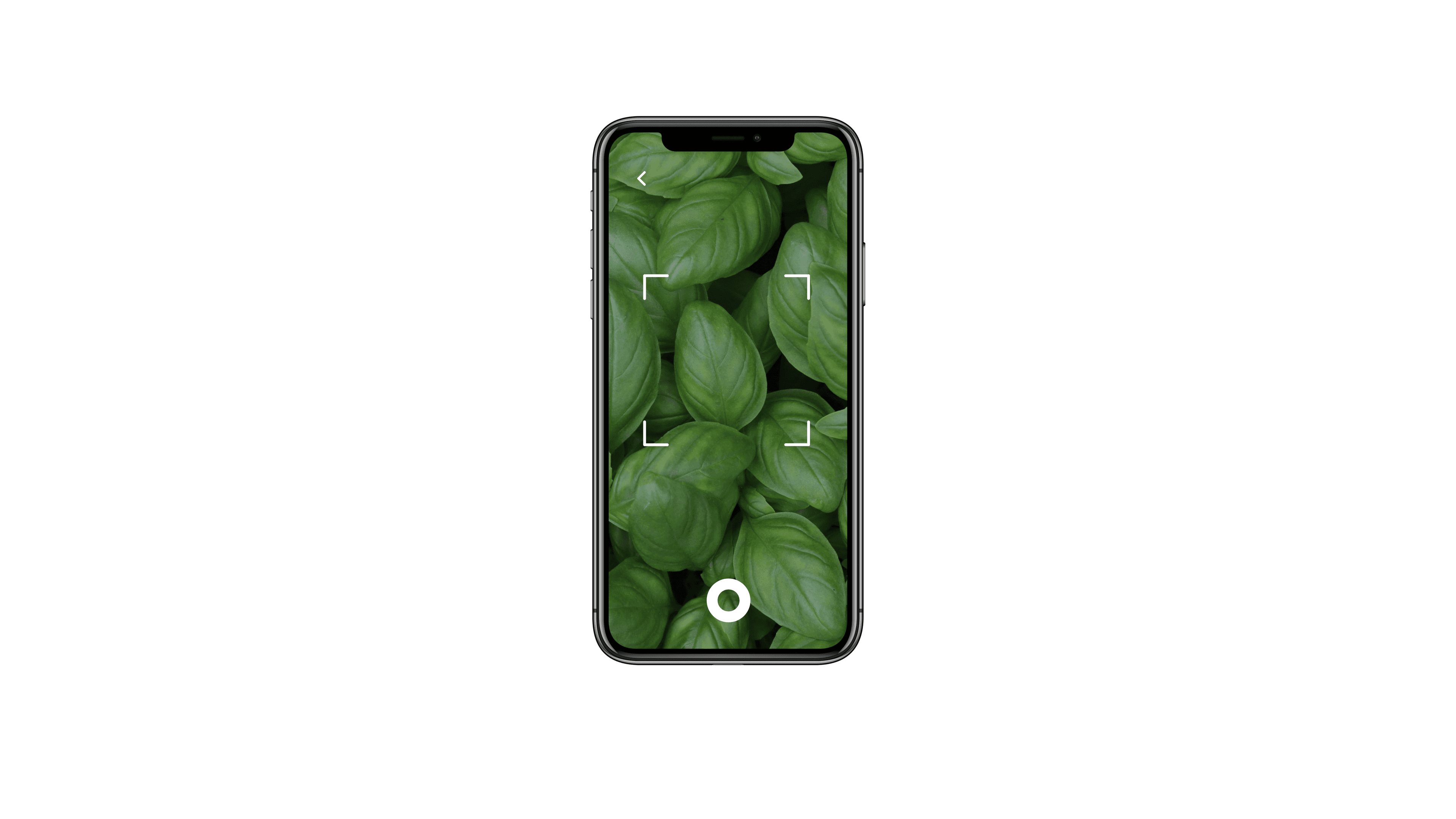 plant recognition